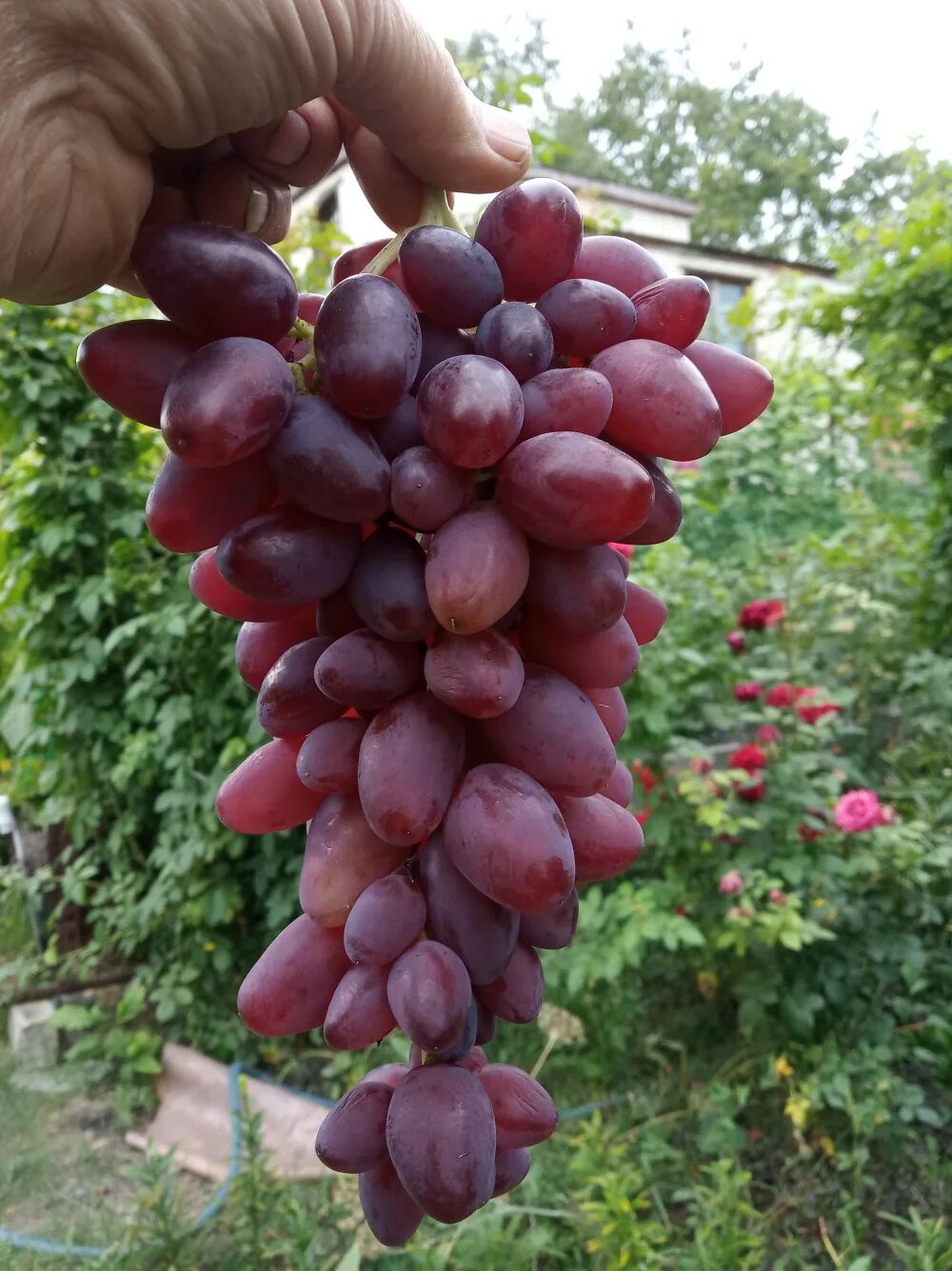 Виноград гусар описание сорта. Характеристика сорта винограда гусар. Сорт винограда гусар. Виноград гусар. Сорт винограда придорожный.