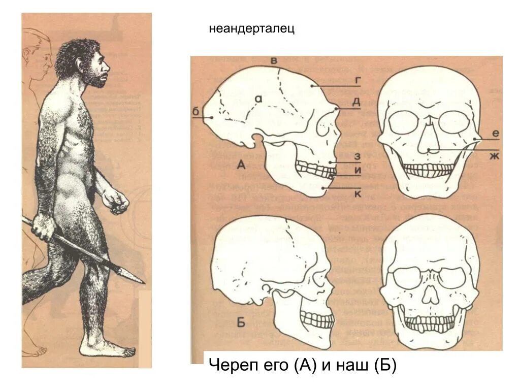 Череп древнего человека и современного. Неандерталец строение черепа. Неандерталец (homo Neanderthalensis) череп. Строение черепа палеоантропов. Палеоантроп( неандерталец) череп.