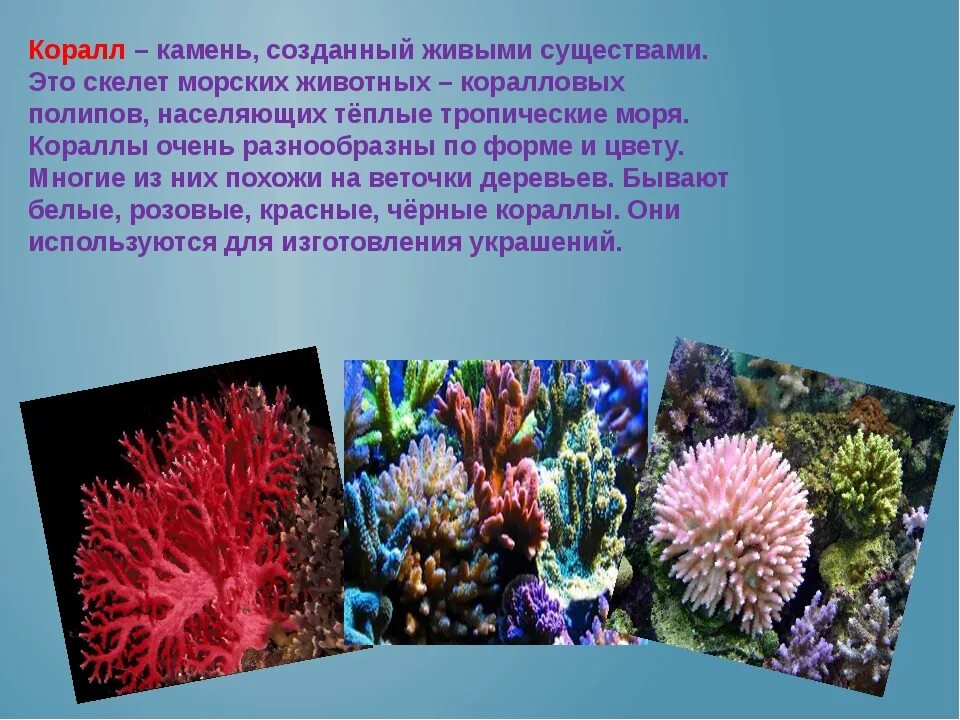 Описание коралла. Коралловый полип царство. кораллы описание. сообщение о кораллах. кораллы краткое описание.