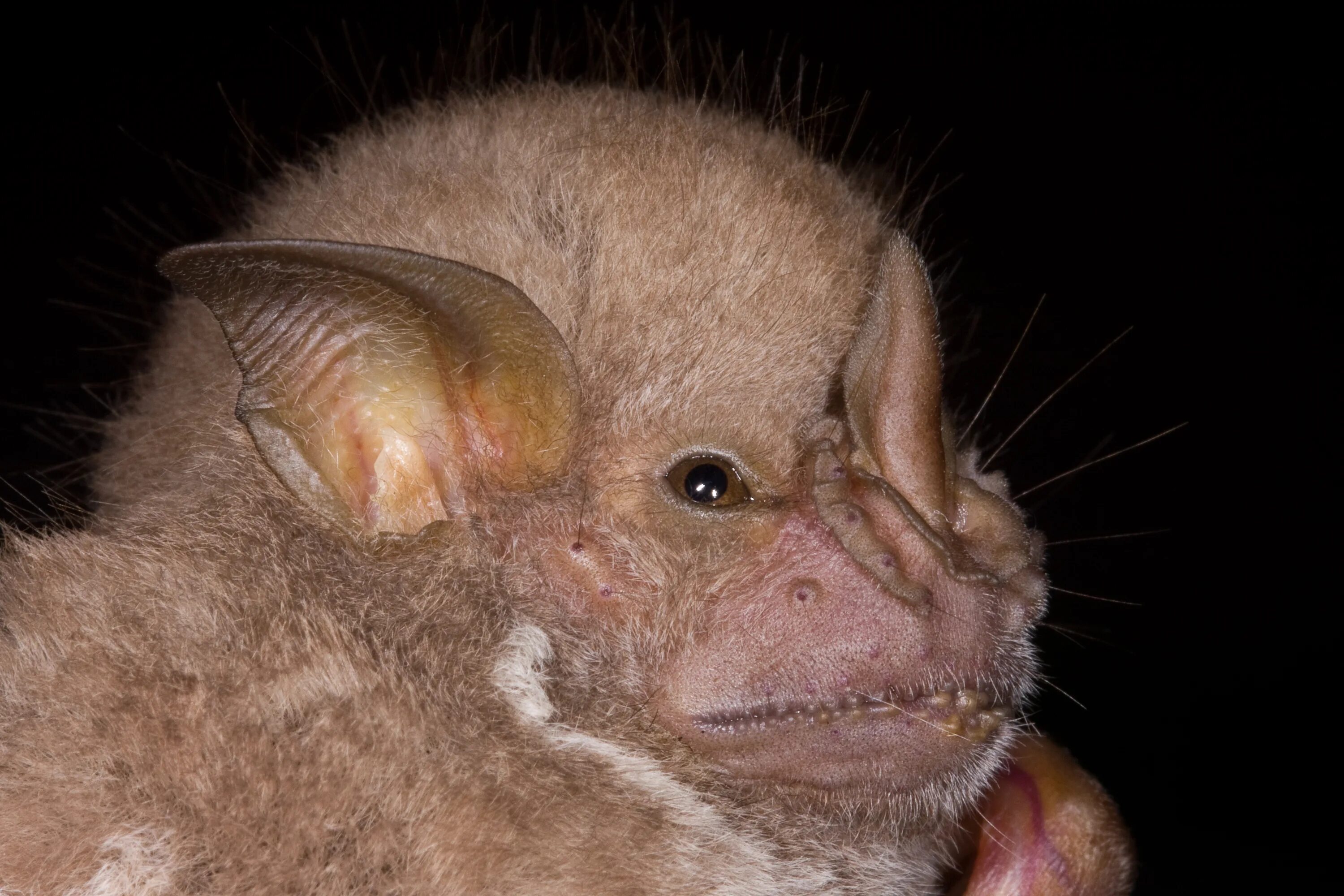 Самые страшные мыши. Листонос гриффина летучая мышь. Листонос строитель летучая мышь. Летучая мышь морда. Белая листоносая летучая мышь.