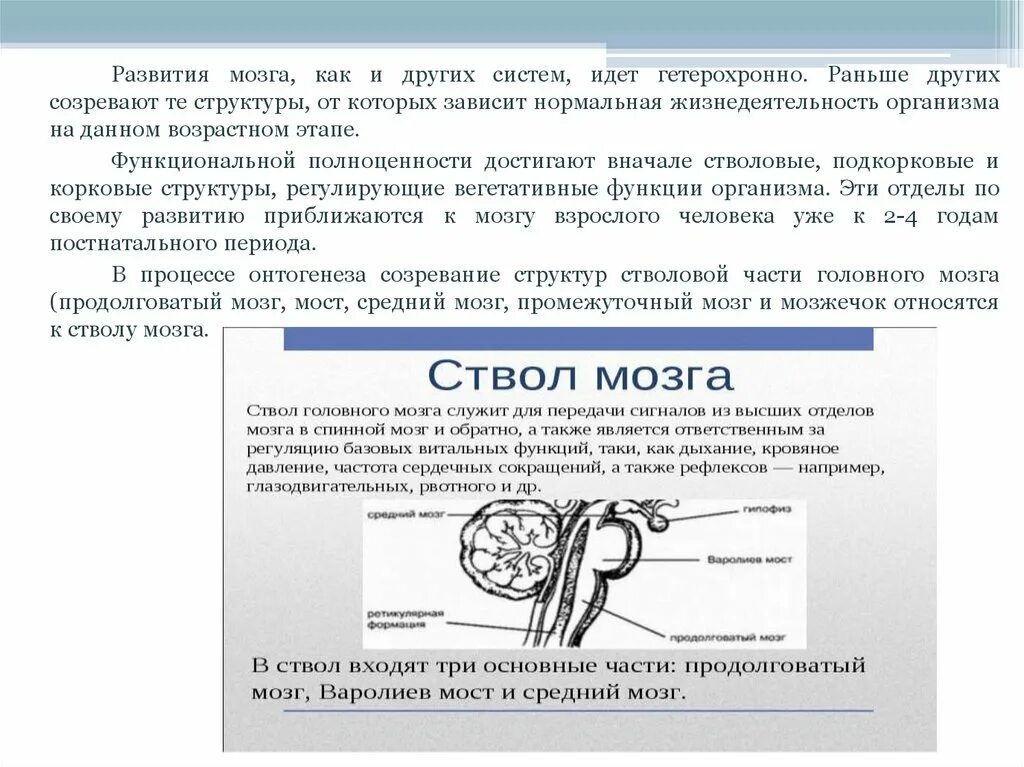 Какие отделы мозга входят в состав ствола. Развитие ствола мозга. Рефлекторная функция ствола головного мозга. Ствол головного мозга. Источники развития.. Как развивать ствол мозга.