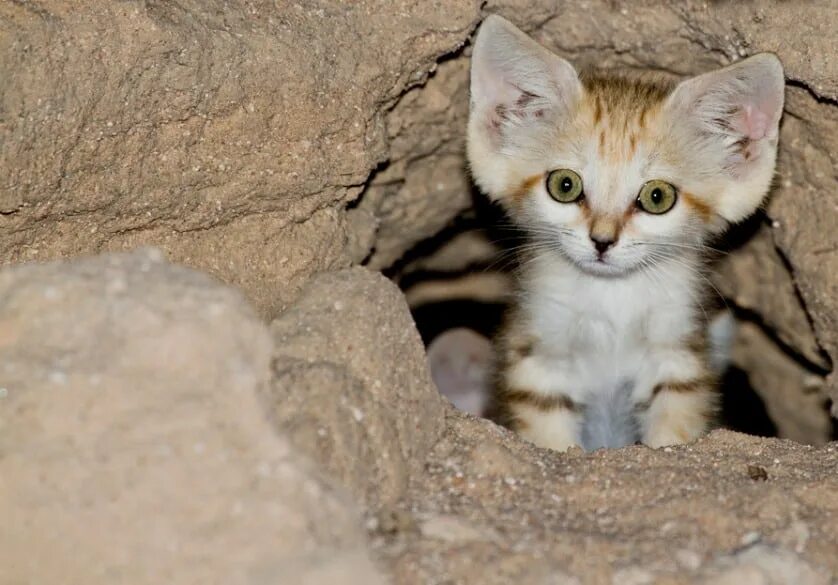 Барханный кот. Песчаная барханная кошка. Барханная кошка (Песчаная кошка). Животные пустыни барханный кот.