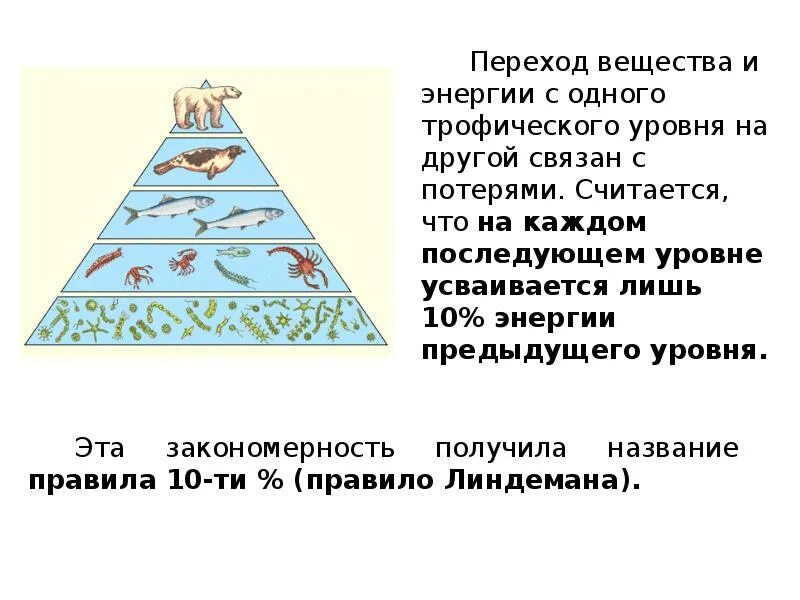 Перехода энергии на следующий трофический уровень