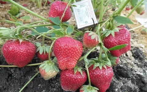 Дарселект клубника описание и отзывы фото