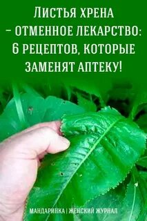 Жрет листья хрена