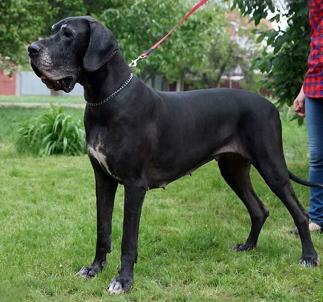 щенок дога москва. аргентинский дог фото. щенок дога москва. немецкий дог щенки москва. манчестерский терьер голубой дог мастиф.