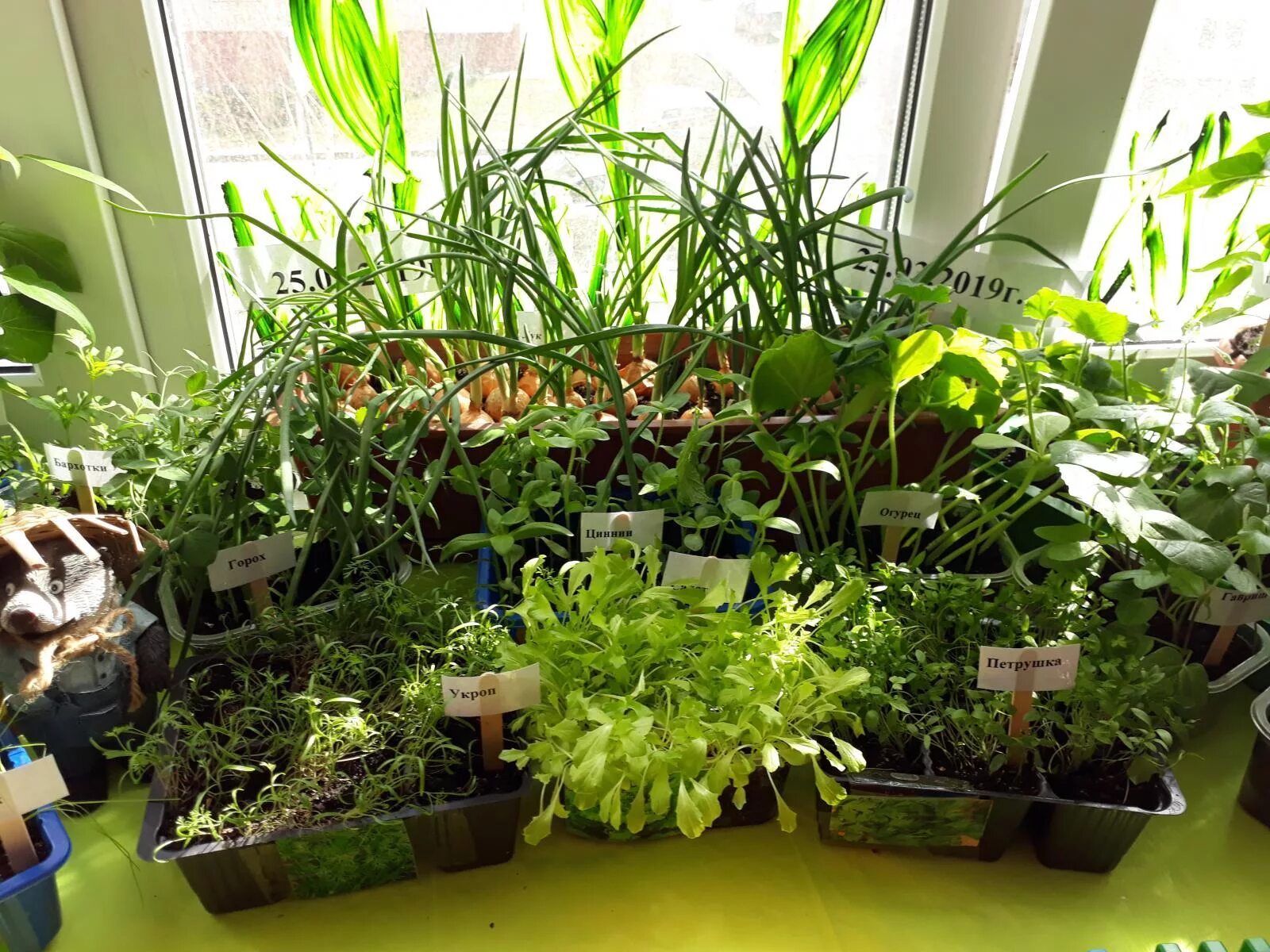 зелень на подоконнике. комнатные растения огород на окне. цветы на подоконнике. огуречная трава рассада. комнатные растения.