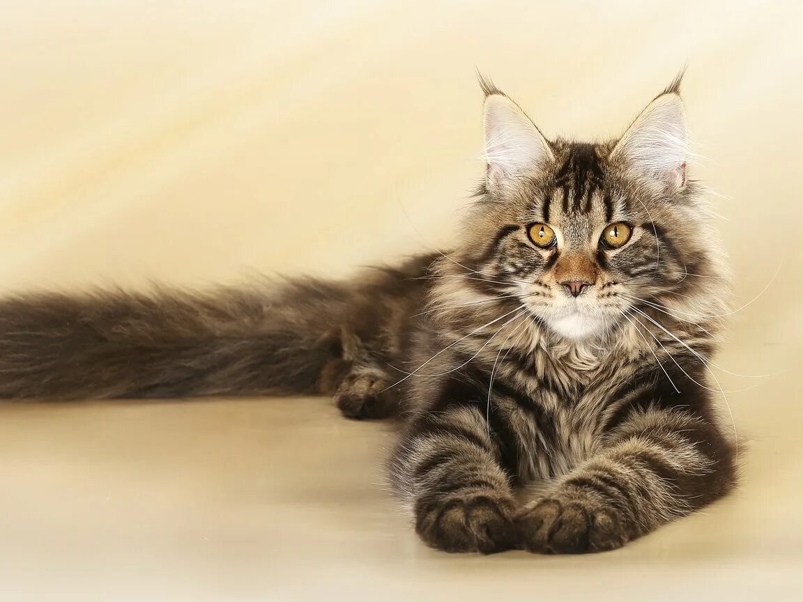 Мейн кун и сибирская кошка. Сибирский мейн кун. Кот мейн кун. Сибирский кошка менкул. Норвежская лесная сибирская и мейн кун.