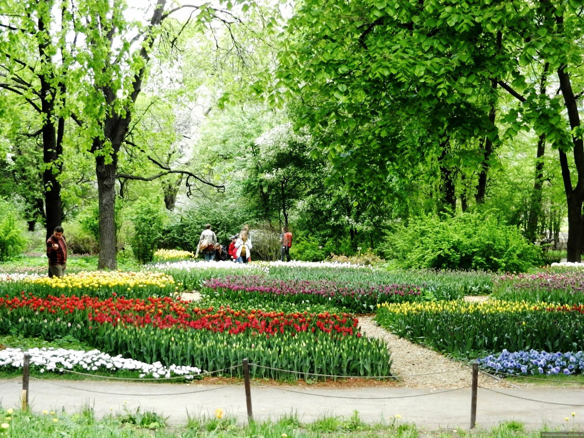 Сквер ботанический. Аптекарский огород в москве парк. аптекарский огород александровский сад. парк ботанический сад москва. аптекарский ботанический сад возрождение.