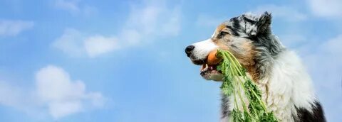 Dog vegetable