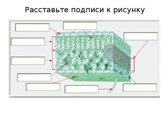 Внутреннее строение листа без подписей. Внутреннее строение листа без подписей