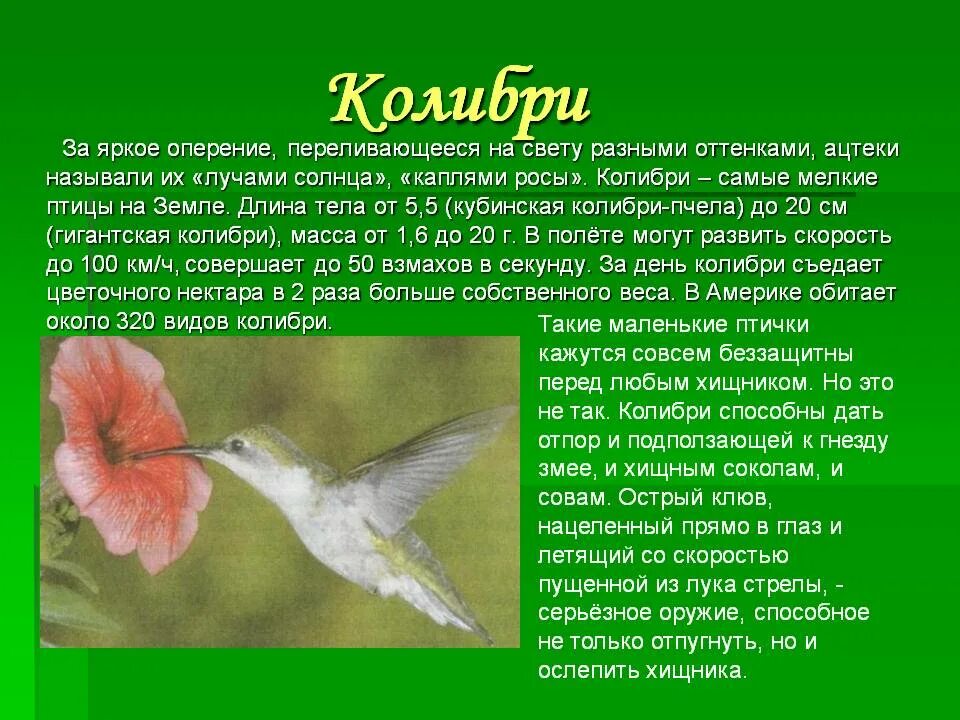 Сообщение на тему класс птиц. Колибри информация. колибри описание. сообщение о колибри. колибри птица описание.
