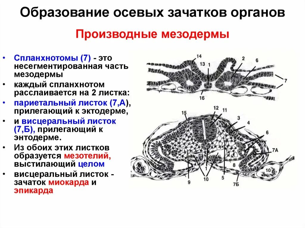 Формирование осевых органов дифференцировка мезодермы. Осевой комплекс эмбриональных зачатков схема. Висцеральный и париетальный листок мезодермы. Мезодерма Сомит.