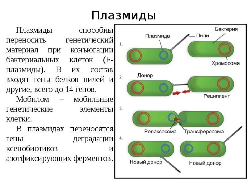 Обработка плазмидами. Hem плазмиды. 4. Плазмиды. Плазмиды бактерий. Плазмиды способны.