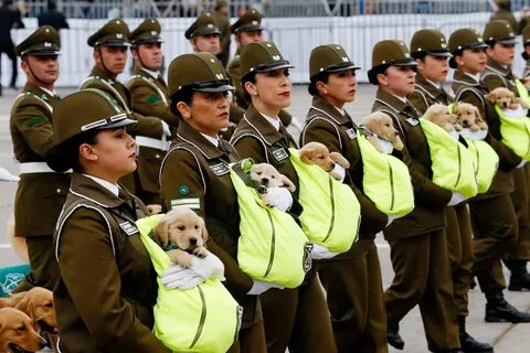 Парад собак