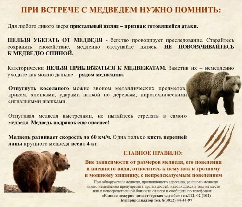 Поведение при встрече с диким животным. Памятка при встрече с дикими животными. памятка при встрече с диким животным. памятка поведения при встрече с медведем. памятка при встрече с дикими животными в лесу.