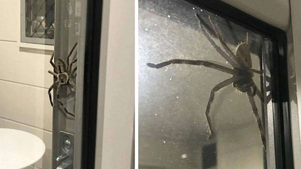 Huntsman Spider паук-охотник. Паук Хантсмен Австралии. Паук охотник Австралия. Пауки в доме.