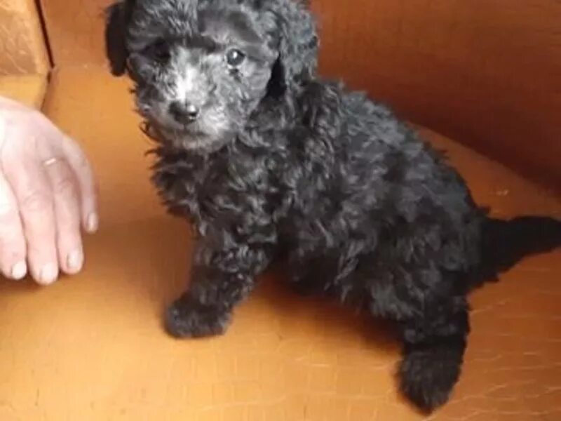 Сибирский кокер спаниель. Потерялась собака усолье-сибирское. Собаки усолье. Стрижка собак усолье-сибирское. Ищу собаку усолье сибирское.