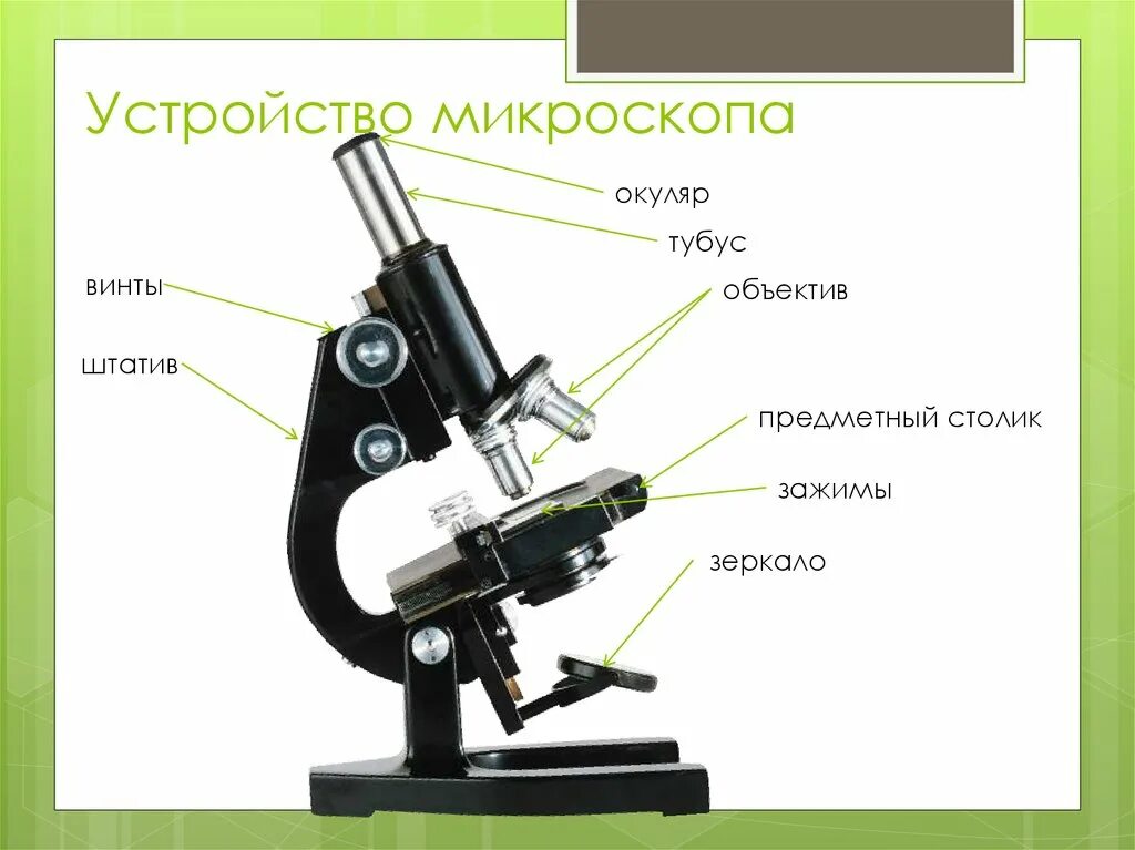 Микроскоп название частей биология 5 класс. Биология 5 кл строение микроскопа. Строение штатива микроскопа. Строение микроскопа окуляр функция. Штатив микроскоп цифровой биология 5 класс.