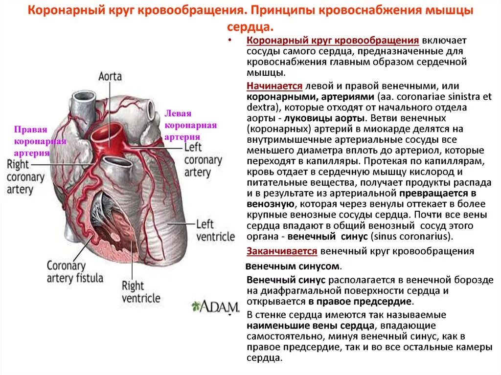 Левое предсердие какие вены. Венечный коронарный круг кровообращения. Коронарный круг кровообращения схема. Коронарное кровообращение схема физиология. Расположение сосудов коронарного круга кровообращения..