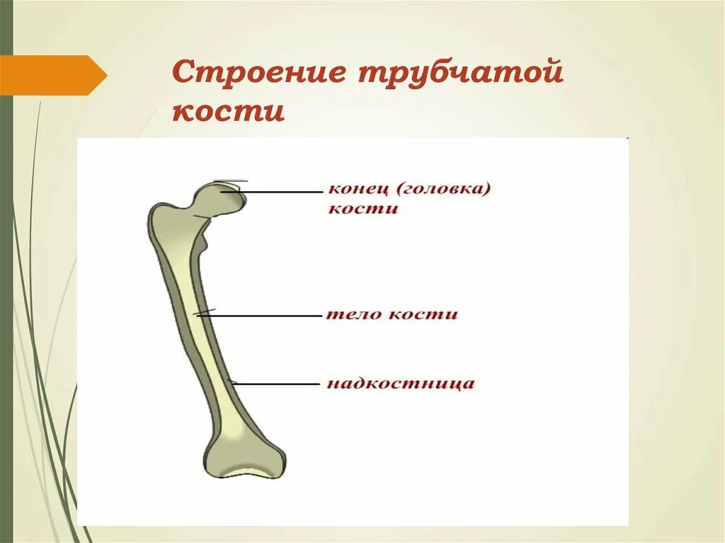 Три трубчатые кости. Анатомия трубчатой кости. Анатомия длинных трубчатых костей. Трубчатая кость строение. Строение длинной трубчатой кости человека.