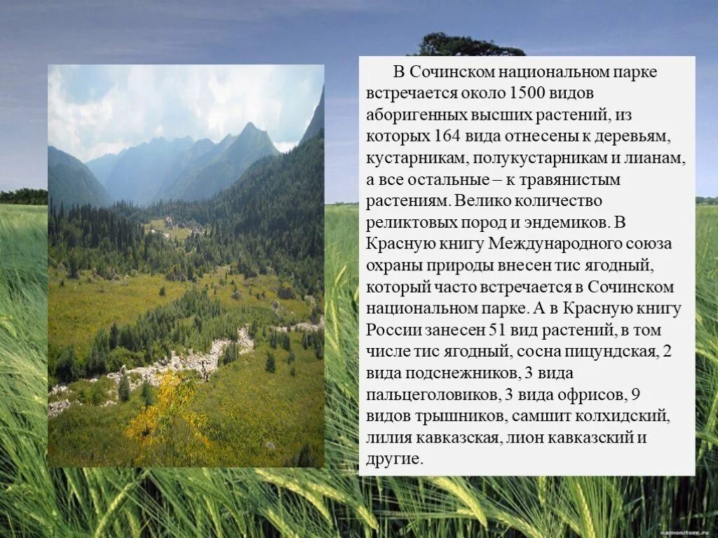 Национальные парки сообщение кратко. Заповедник Сочинский национальный парк. Сочинский национальный парк климат. Сочинский национальный парк путеводитель. Сочинский национальный парк заповедник сообщение.