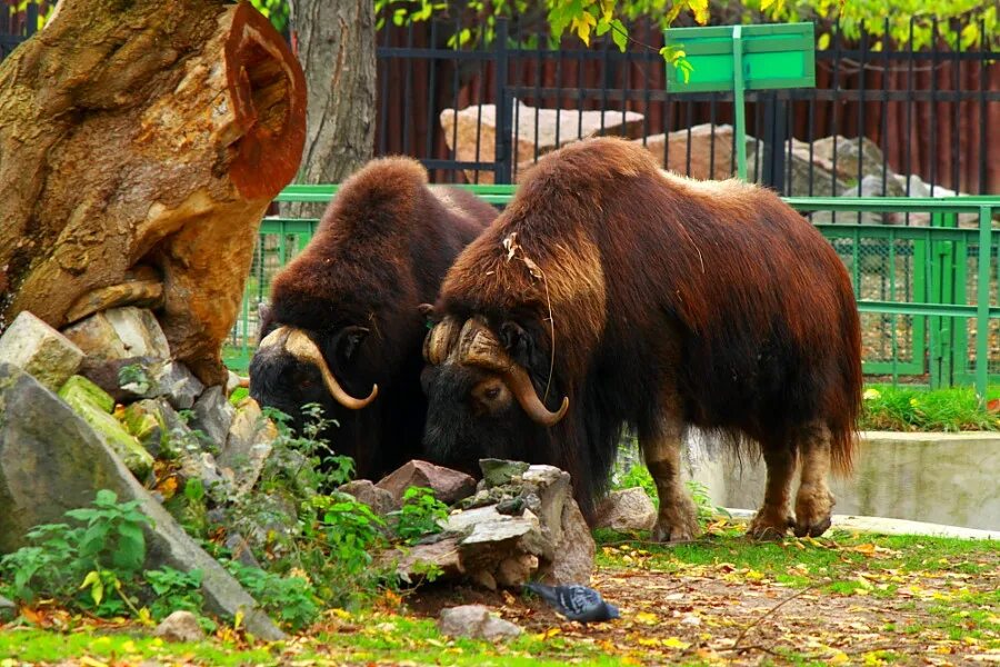 Фауна китая московский зоопарк. Московский зоопарк Moscow Zoo. Зоосад Московского зоопарка. Московский зоопарк, Зоологический сад. Московский зоопарк Москва животные.