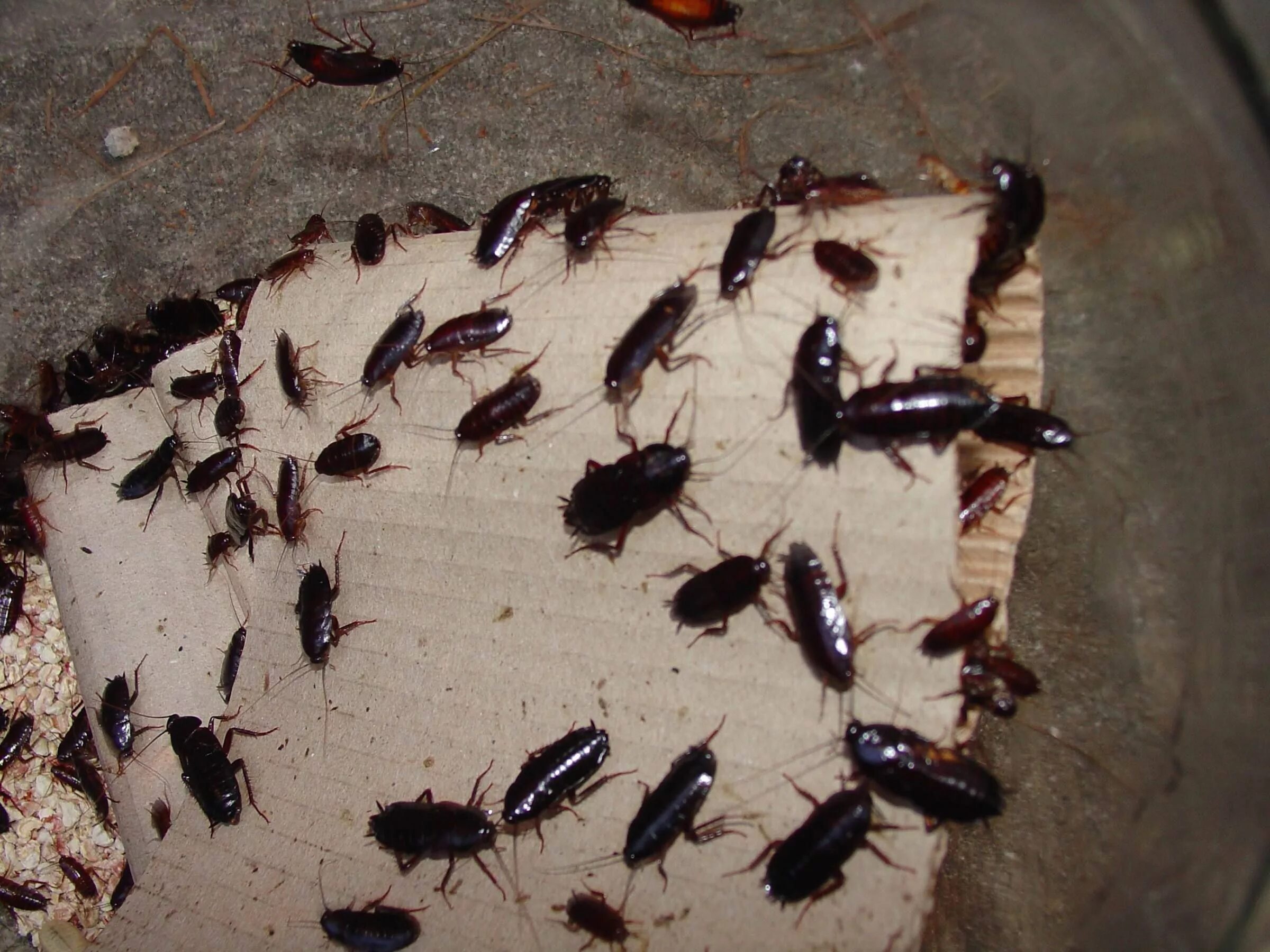 File:Oriental Cockroach. Blatta orientalis - Flickr - gailhampshire.jpg - Wikime