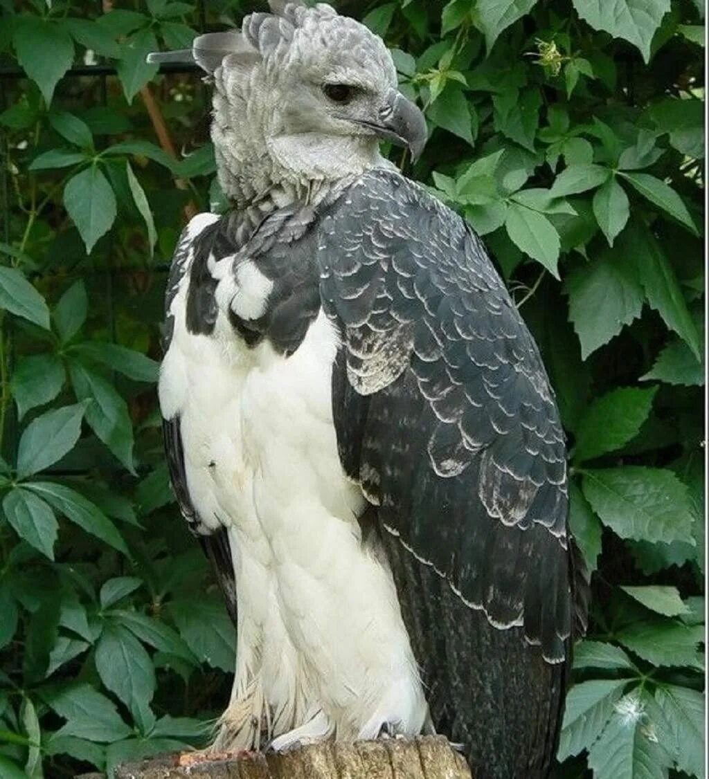 Андский кондор гарпия. Птицы южной америки гарпия. Самая хищная птица в мире. Орел гарпия. Южноамериканский орел гарпия.