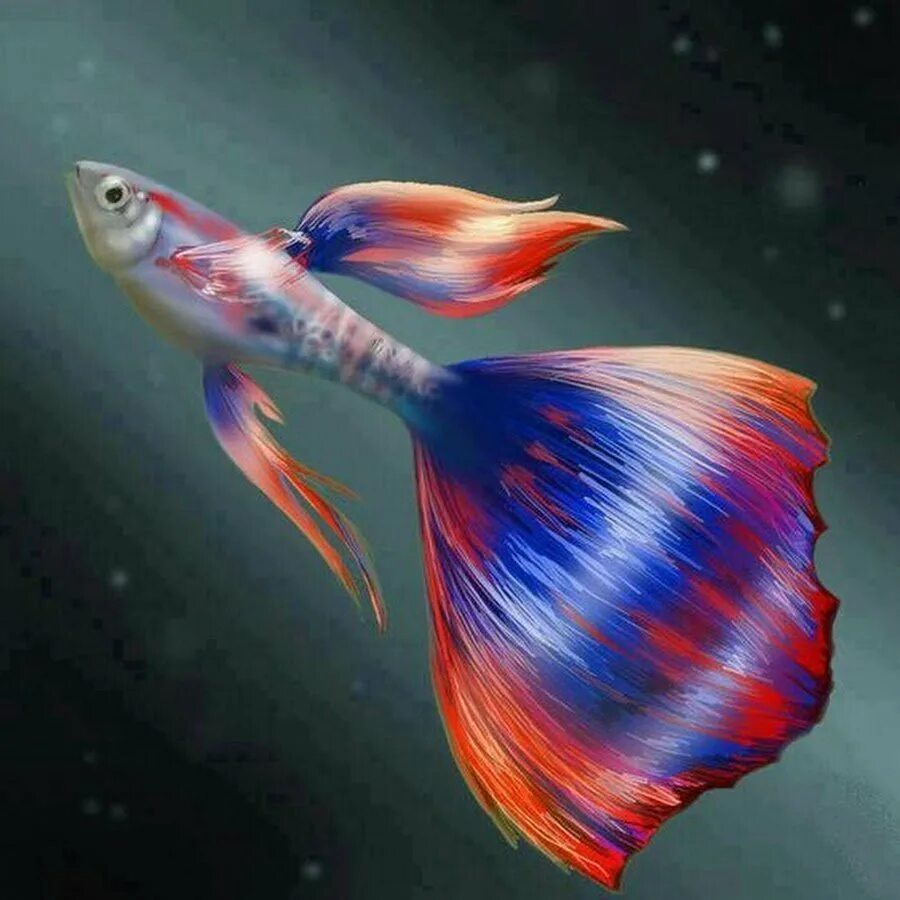 Гуппи рыбки. Гуппи вуалехвостые. Гуппи аквариумные рыбки разноцветный. Аквариумная рыбка гуппи Радуга.