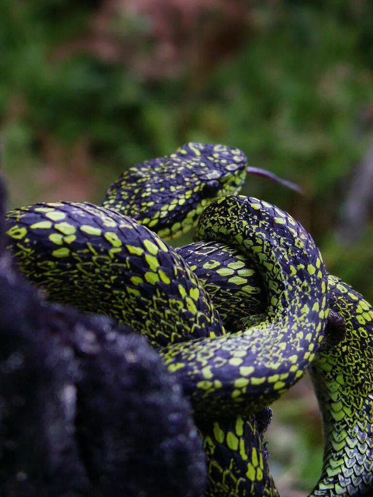 Bothriechis nigroviridis. Полоз дикий. Змеи Юкатана. Кактусовая гадюка. Змея змеиный