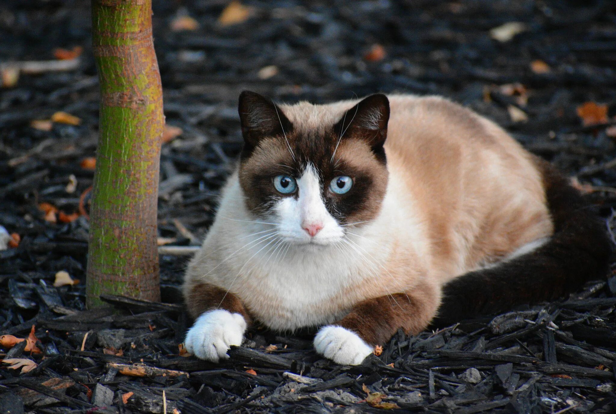 Рассмотрите фотографию кошки породы сноу шу. Сиамский Сноу-Шу. Тайский Сноу Шу. Сноу-Шу котята. Тайская кошка Сноу Шу.