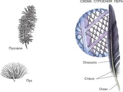 Размеры контурного пера и пухового пера