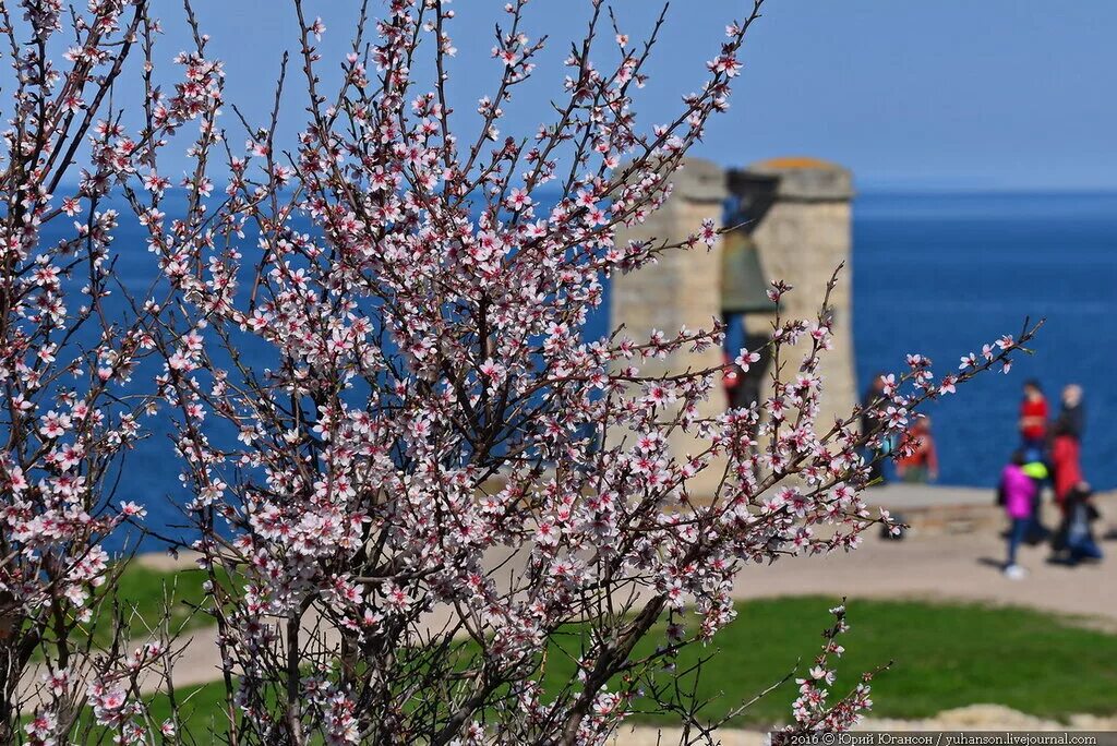 выходные в марте в севастополе. март в севастополе. сколько дней в марте. цветение миндаля в крыму. севастополь фото туристов.