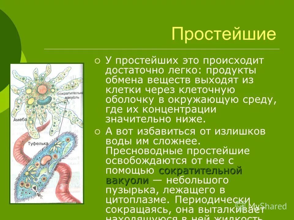 сократительная вакуоль у амёбы. сократительная вакуоль инфузории туфельки функции. строение сократительной вакуоли простейших. строение сократительной вакуоли простейших. в сократительных вакуолях скапливаются.