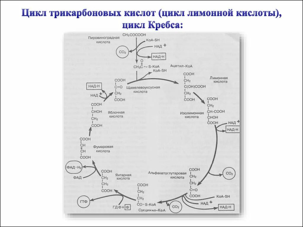 Цикл трикарбоновых кислот (ЦТК). Цикл Кребса схема биохимия. Цикл Кребса ЦТК. Цикл трикарбоновых кислот цикл Кребса АТФ. Цитратный цикл