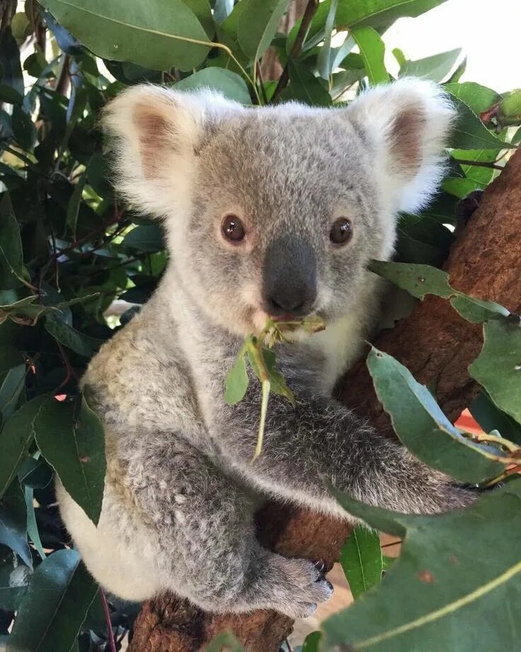 Коала в Австралии. Австралия кенгуру и коала. Мишка коала. Коала с детенышем.