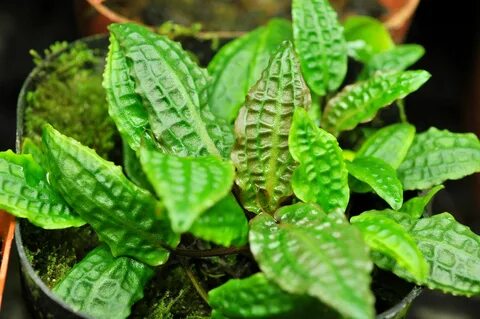 Cool plant