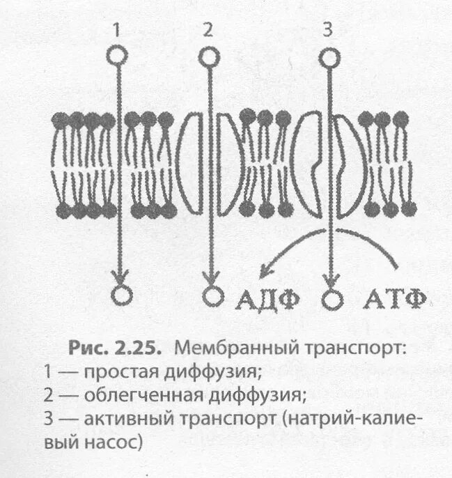 Пассивный транспорт ионов через клеточную мембрану. Мембранный транспорт пассивный активный облегченный. Пассивный транспорт простая диффузия облегчённая диффузия. Схема простой диффузии через мембрану. Активный транспорт веществ через мембрану схема.