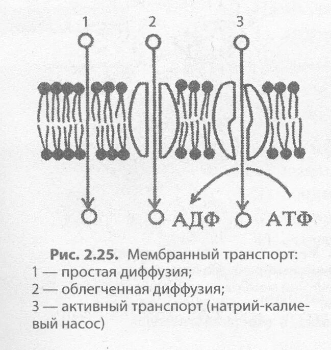 Какой вид мембранного транспорта показан на рисунке. Активный транспорт веществ через клеточную мембрану. Структура липидной молекулы клеточной мембраны (s. Silbernagl, 2002).. Мембранный транспорт. Виды активного транспорта.