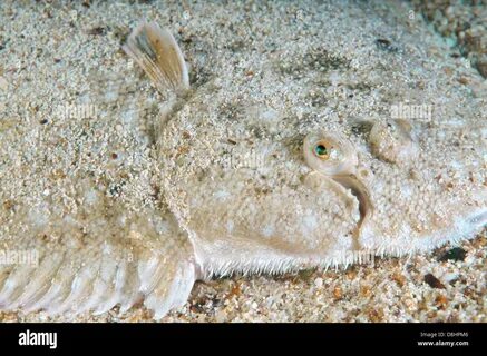 Другое название морского