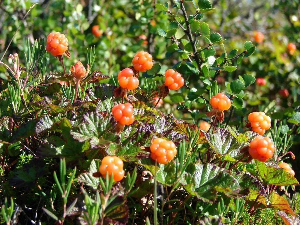 морошка болотная. морошка кустарник. ягода клоповка на сахалине. водяника в карелии. арктическая морошка.