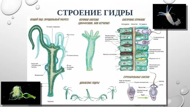 Тип кишечнополостные рисунок. Тип кишечнополостные рисунок
