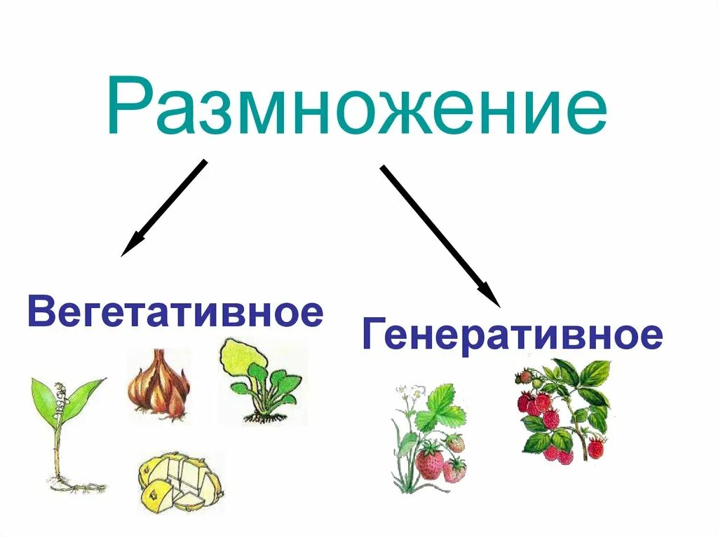 Генеративное питание. Вегетативное и генеративное размножение растений. Генеративное размножение. Вегетативное размножение и генеративное размножение. Генеративное размножение цветов.