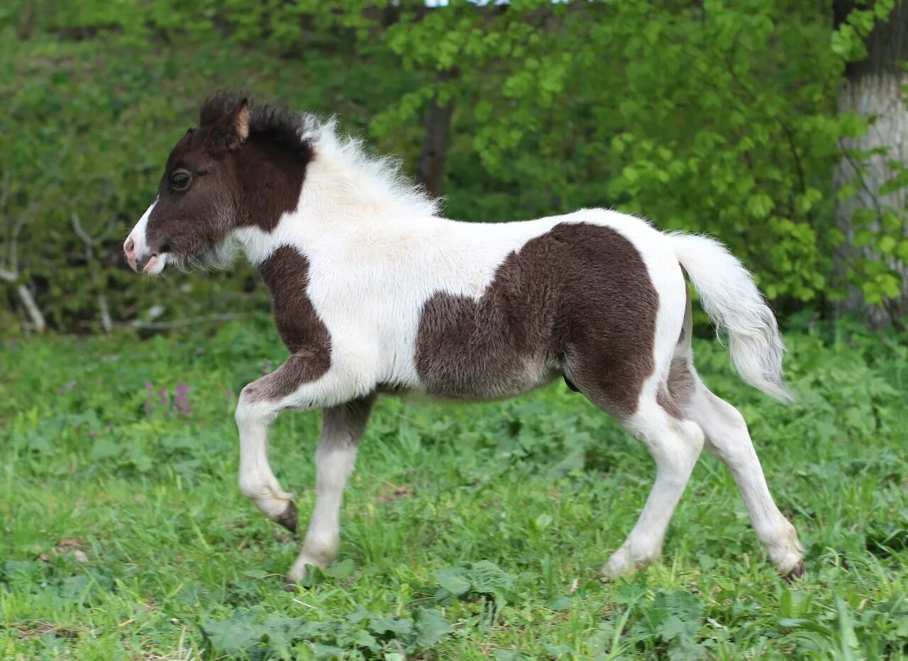 Mini pony. Фалабелла пегая. Карликовый шетлендский пони. Карликовая лошадка Фалабелла. Миниатюрные Шетлендские пони.