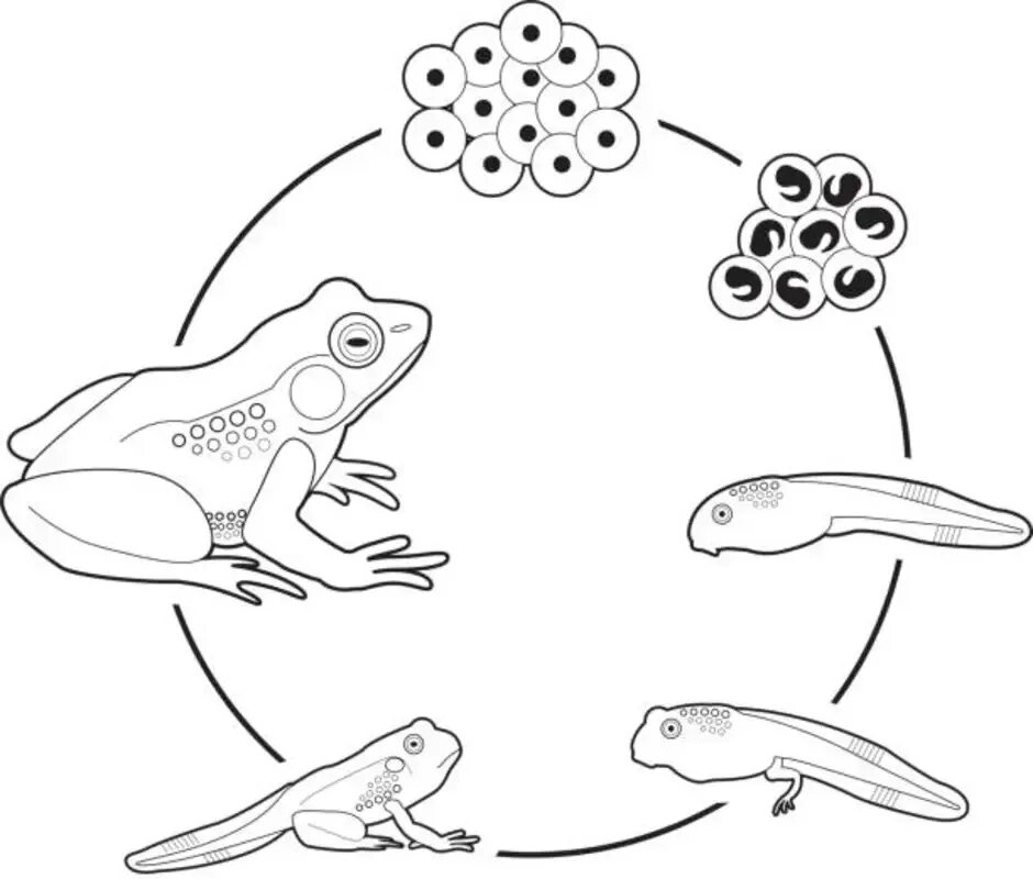Цикл размножения лягушки. Стадии цикла развития лягушки. Жизненный цикл лягушки схема. Цикл развития лягушки схема.