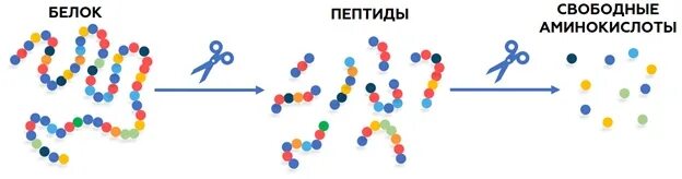 Свободные аминокислоты. Белок биопептид. свободные пептиды. белки и пептиды различия.