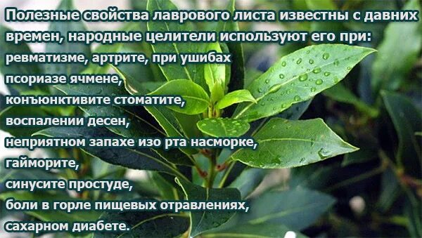 Как принимать лавровый лист при диабете. Лавровый лист при сахарном. лавровый лист при диабете. лавровый лист от сахарного диабета. лаврушка от сахарного диабета.