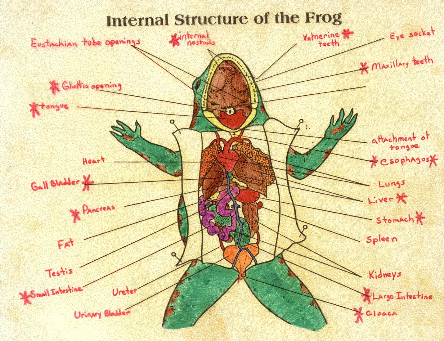 Internal open. The Internal structure of the Frog. Frog Anatomy. Frog Anatomic structure.