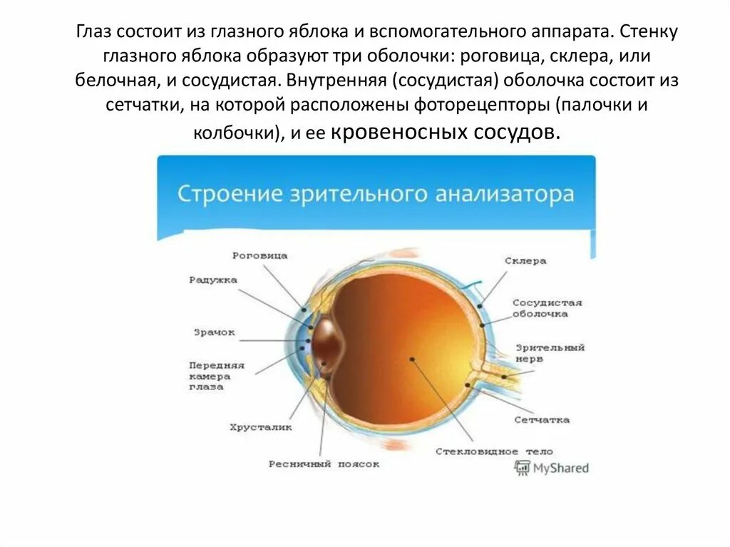 Характеристика оболочки глазного яблока. Стенка глазного яблока состоит из трех оболочек.. Глаз состоит из глазного яблока и вспомогательного аппарата. Оболочка глаза состоит из. Стенка глазного яблока образована оболочками.